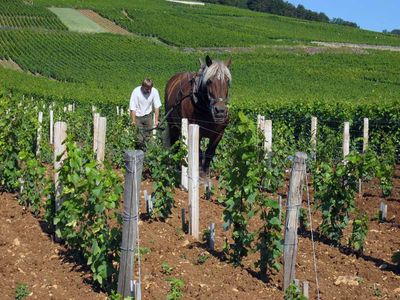 Domaine de la Romanée Conti