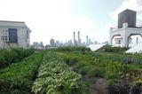 Up on the Roof: Farming the Urban Roof Top