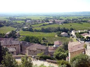 Gigondas Vineyard