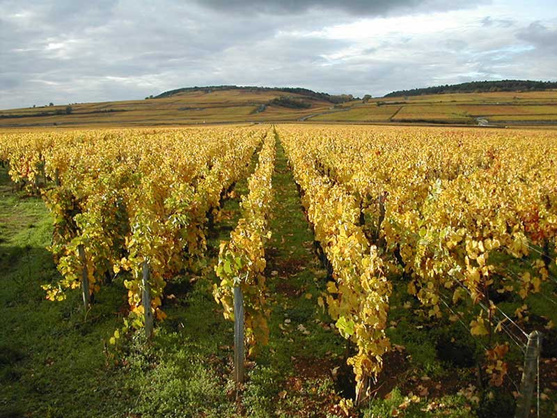 Pommard Vineyard in the end of October  