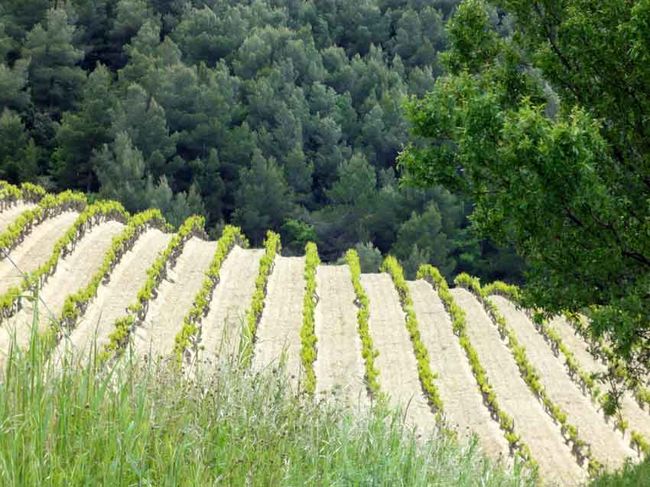 Gigondas vineyard