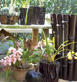 Robert Kuo Tree Trunk Pot and Tall Bamboo Pot